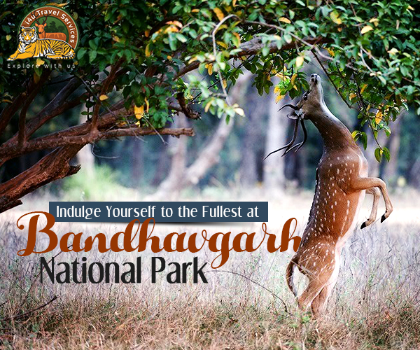 UMARIA : बांधवगढ़ रिजर्व पार्क के खुलने पर संशय बरकरार